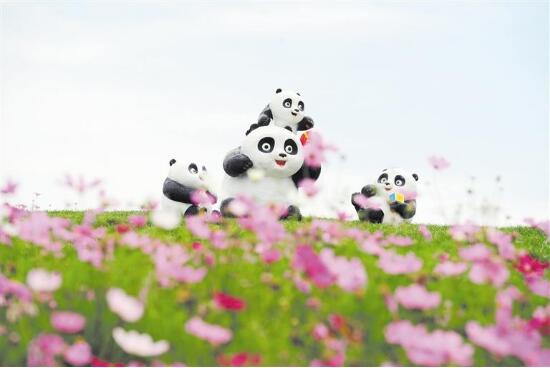 格桑花开得正艳 快来双流“空港花田”打卡看飞机